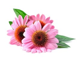 JEŻÓWKA - ECHINACEA 0,5KG (WIADERKO)