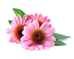 JEŻÓWKA - ECHINACEA 0,5KG