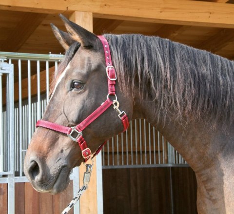 Kantar dla konia Mustang, czerwony/czarny, roz. Pony, Covalliero Kantar dla konia Mustang, czerwony/czarny, roz. Pony, Covalliero