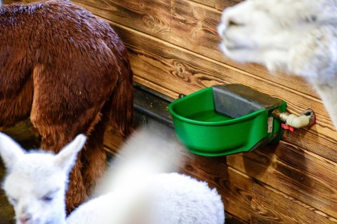 Poidło podgrzewane z zaworem pływakowym SH30, 24 V/31 W, Kerbl Poidło podgrzewane z zaworem pływakowym SH30, 24 V/31 W, Kerbl